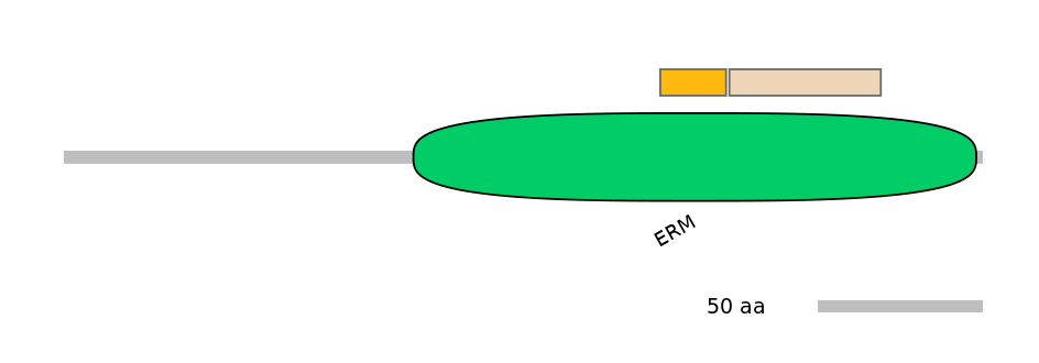 GgaINT0125718-EXC