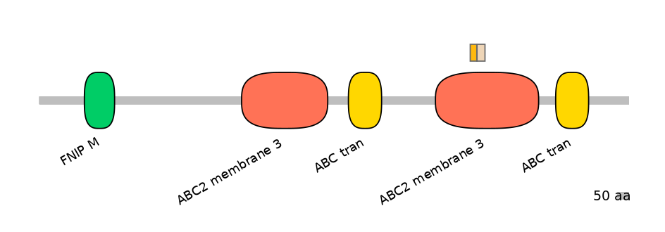 HsaINT0000474-EXC