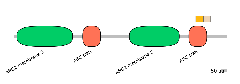 HsaINT0000648-EXC
