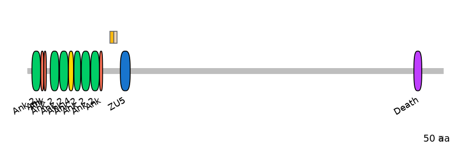 HsaINT0008135-EXC