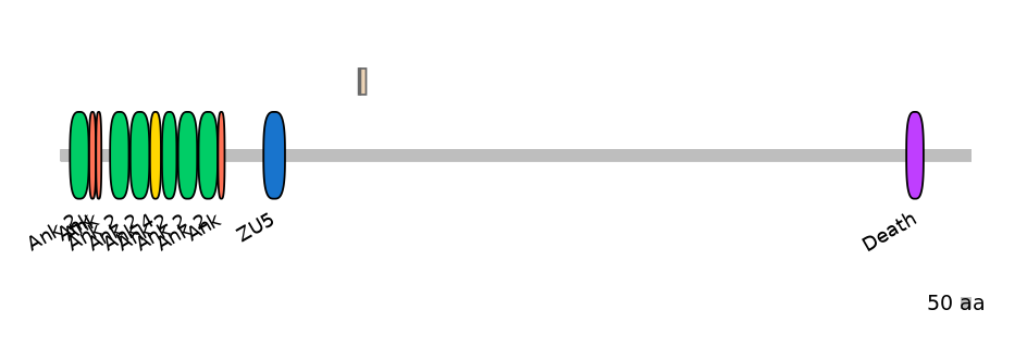 HsaINT0008162-EXC