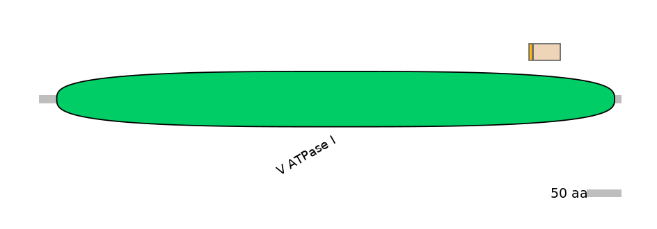 HsaINT0015074-EXC