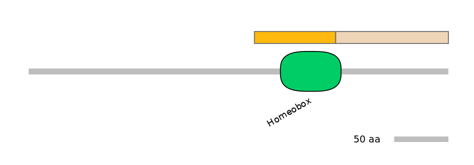 HsaINT0016648-EXC