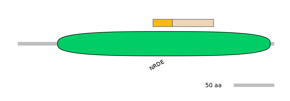 HsaINT0023204-EXC