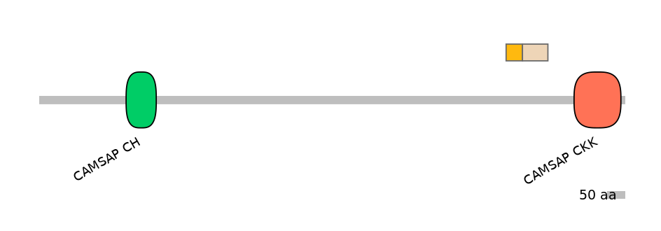 HsaINT0027161-EXC