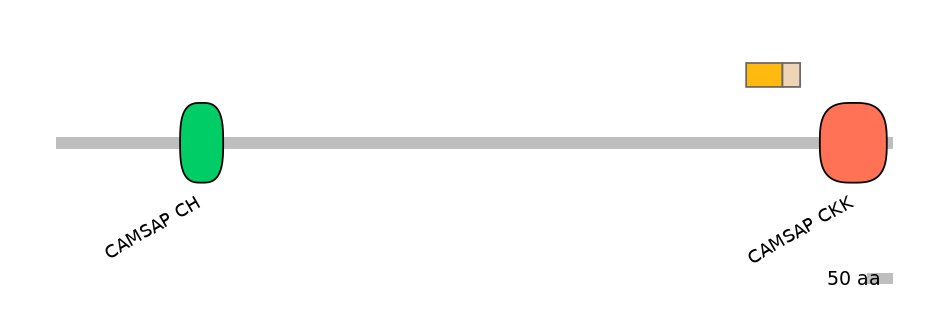 HsaINT0027162-EXC