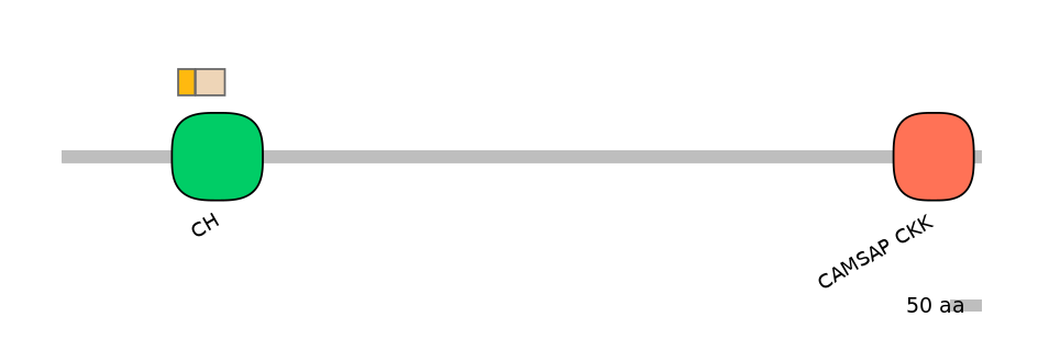 HsaINT0027184-EXC