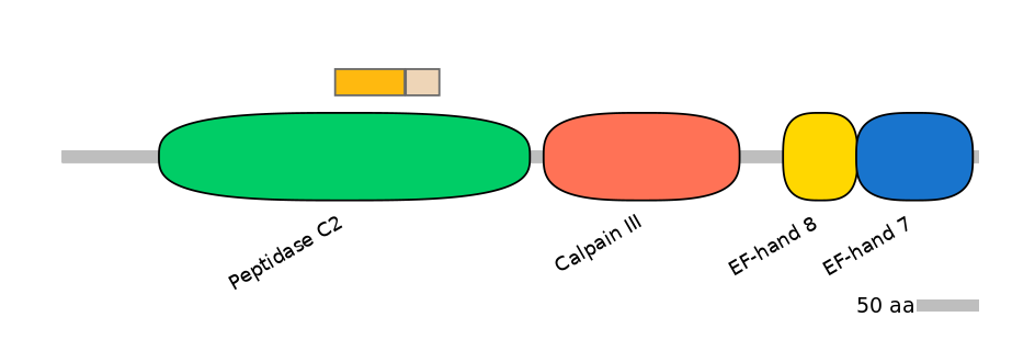 HsaINT0027369-EXC