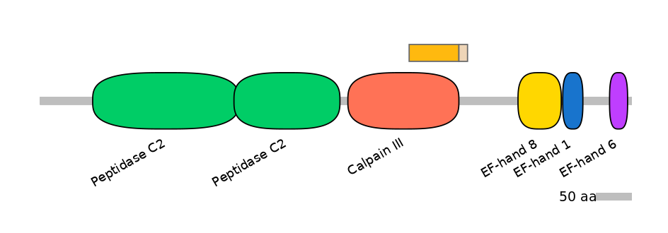 HsaINT0027462-EXC