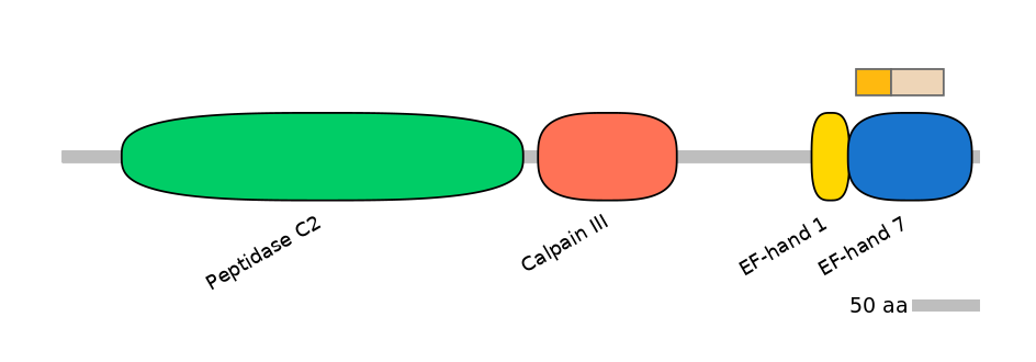 HsaINT0027538-EXC