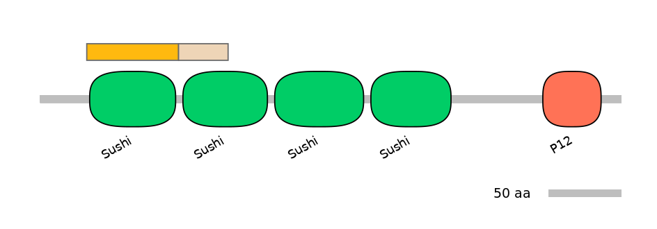 HsaINT0031162-EXC