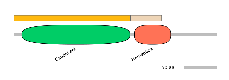 HsaINT0032887-EXC