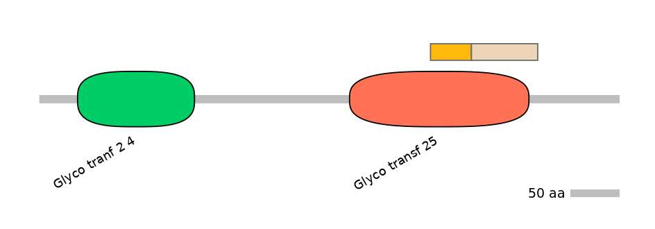 HsaINT0033954-EXC