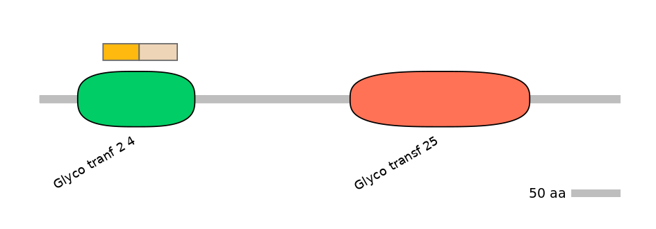 HsaINT0033957-EXC