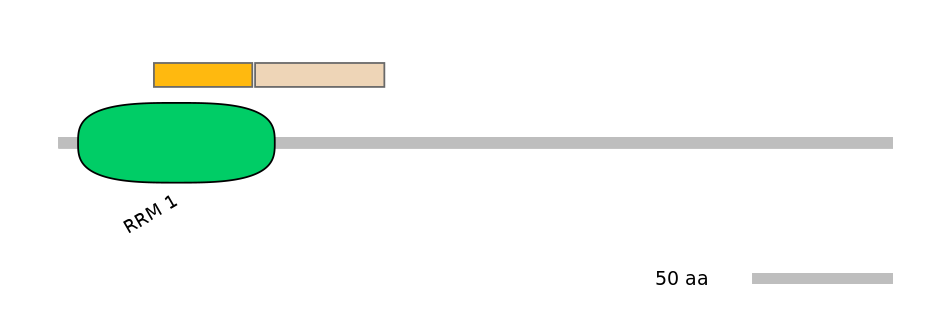HsaINT0035484-EXC