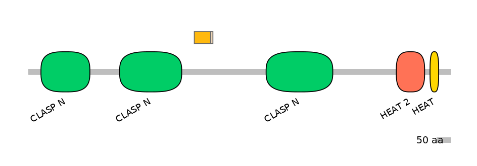 HsaINT0035713-EXC