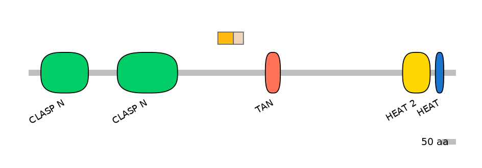 HsaINT0035742-EXC