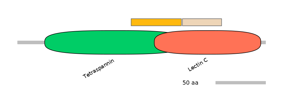 HsaINT0036280-EXC