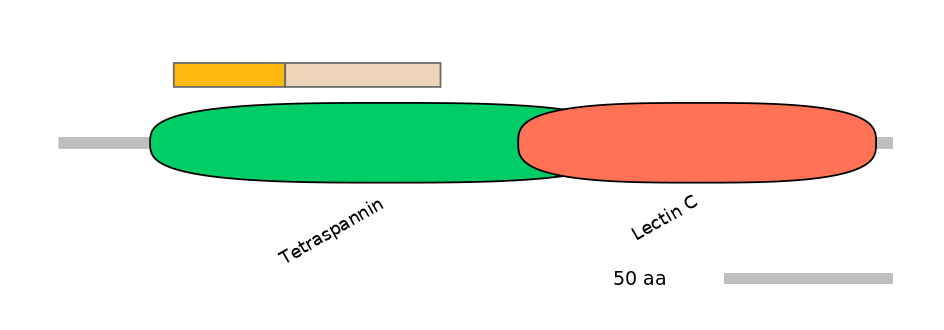 HsaINT0036282-EXC