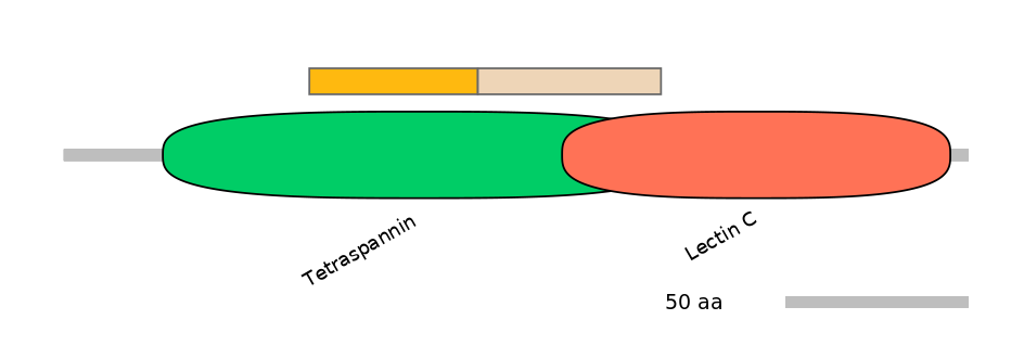 HsaINT0036283-EXC