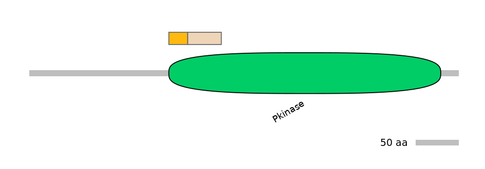 HsaINT0036439-EXC