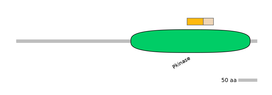 HsaINT0036456-EXC