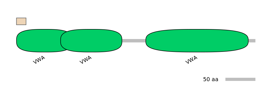 HsaINT0037737-INC