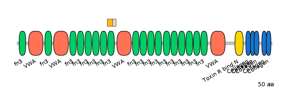 HsaINT0037957-EXC