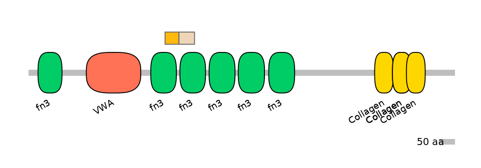 HsaINT0038470-EXC