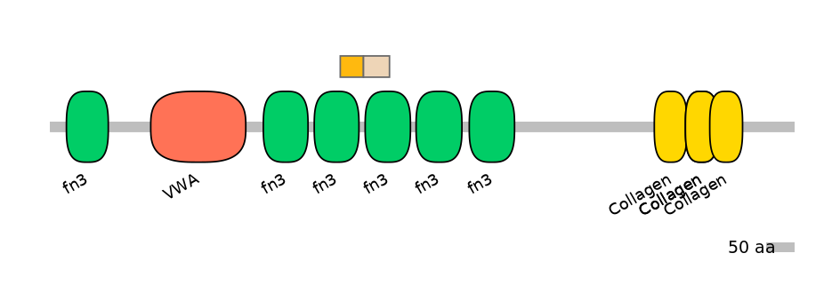 HsaINT0038472-EXC