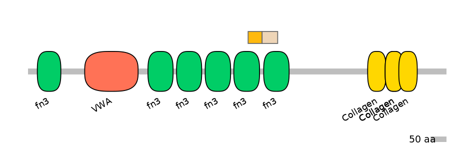 HsaINT0038476-EXC