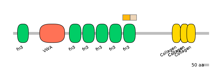 HsaINT0038477-EXC