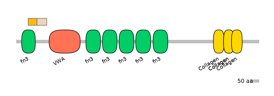 HsaINT0038497-EXC