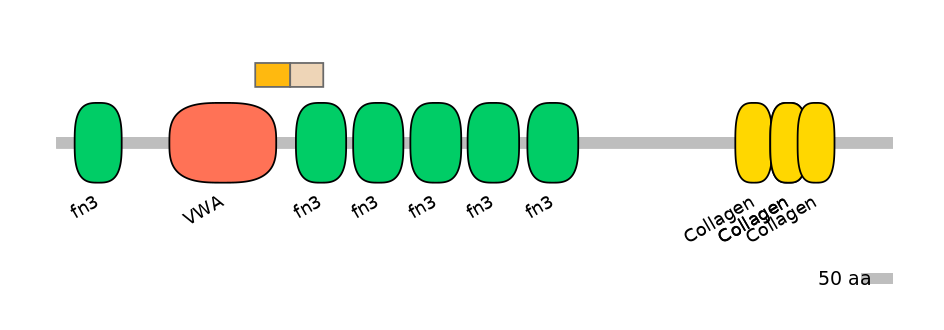 HsaINT0038502-EXC