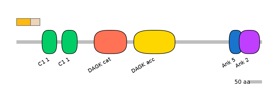HsaINT0047405-EXC