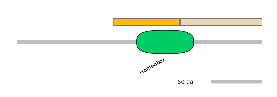 HsaINT0048741-EXC