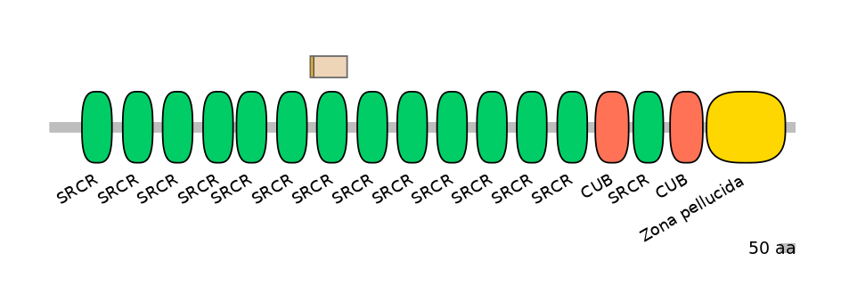 HsaINT0048761-EXC