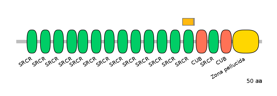 HsaINT0048778-EXC