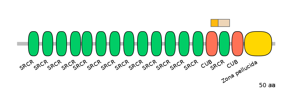 HsaINT0048783-EXC
