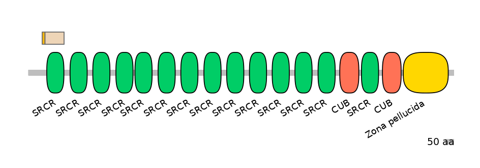 HsaINT0048793-EXC