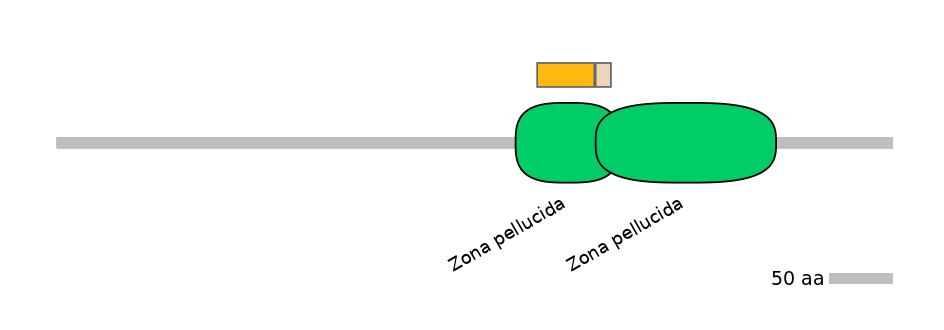 HsaINT0056244-EXC