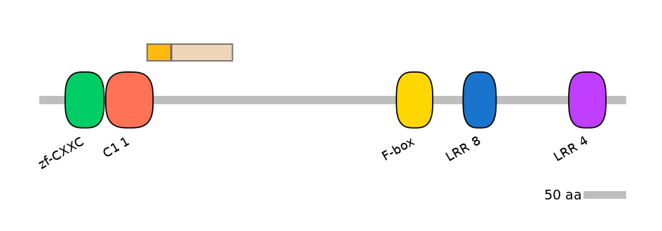 HsaINT0062650-EXC