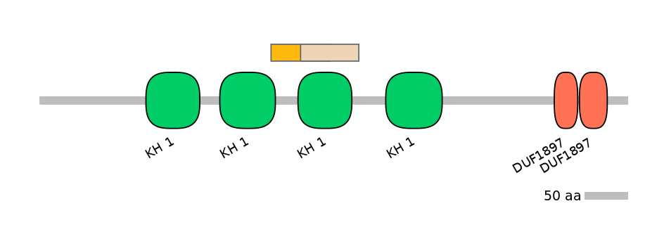 HsaINT0066531-EXC