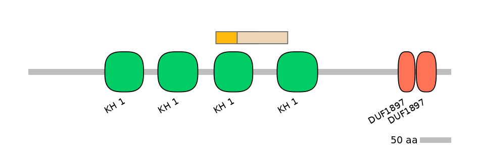 HsaINT0066532-EXC