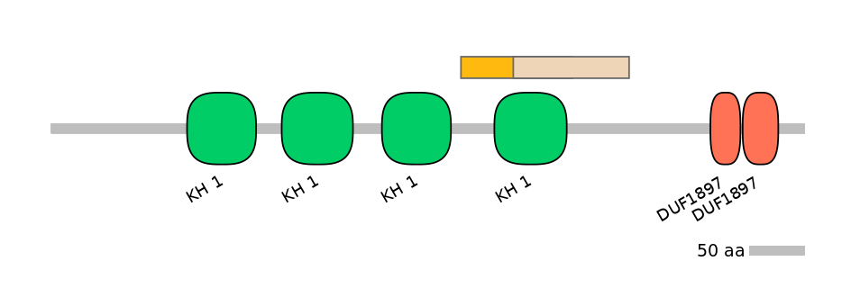HsaINT0066534-EXC