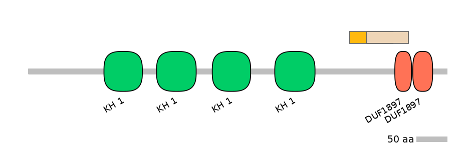 HsaINT0066537-EXC