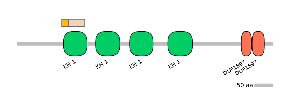 HsaINT0066544-EXC
