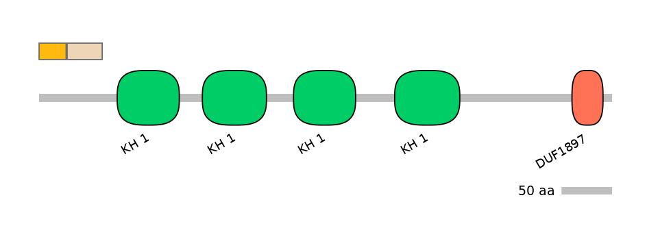 HsaINT0066549-EXC