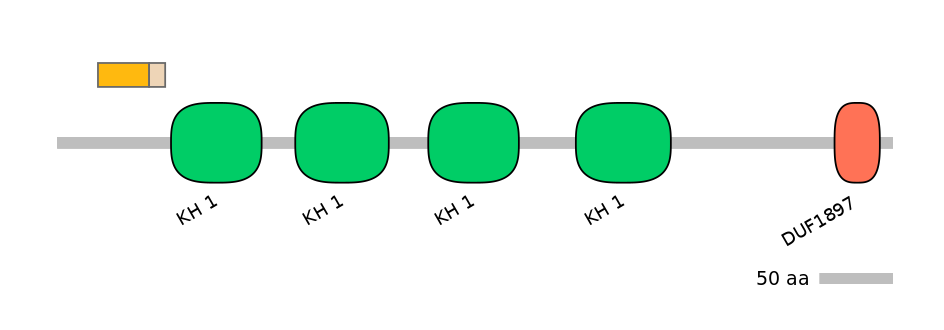 HsaINT0066559-EXC