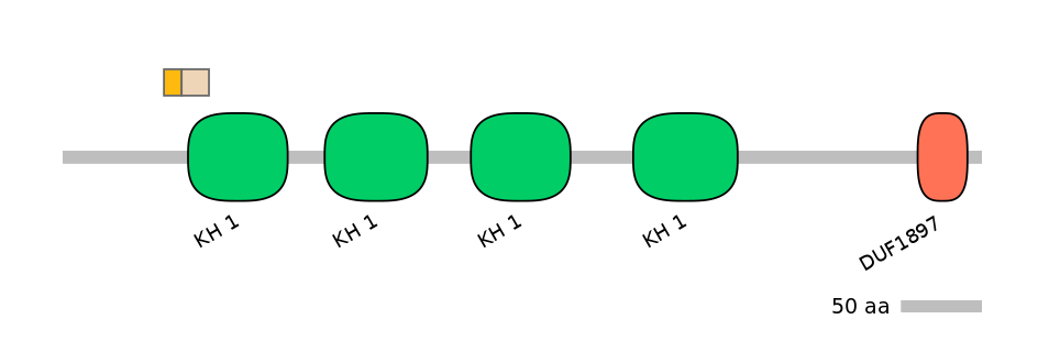 HsaINT0066560-EXC